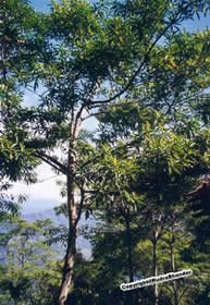 Rudraksha Tree